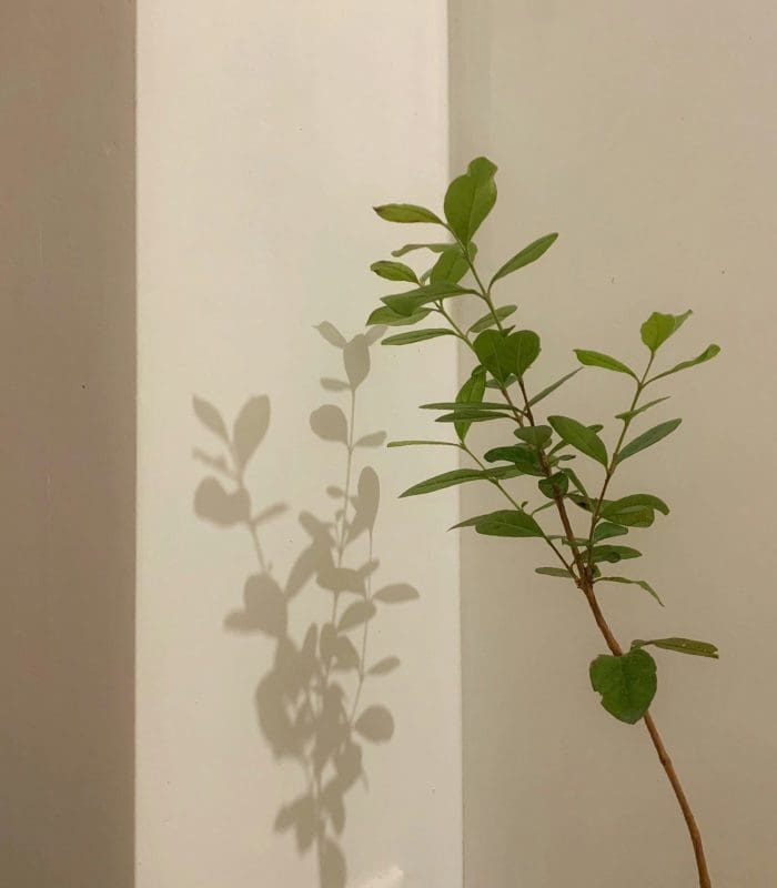 alexandra-voronova-F3-gFknQeAw-unsplash alexandra-voronova-F3-gFknQeAw-unsplash